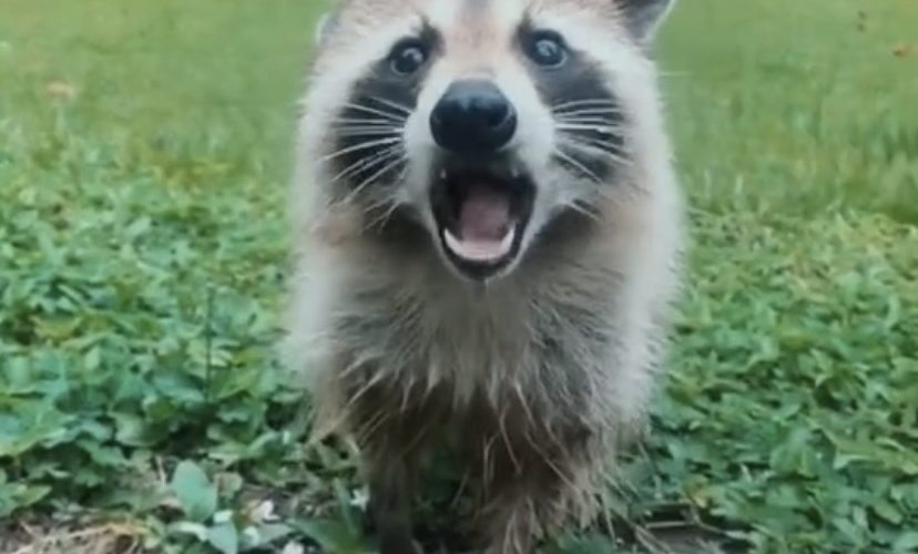 Woman befriends raccoon in backyard