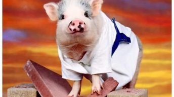 What do you call a pig that knows karate? A pork chop meme