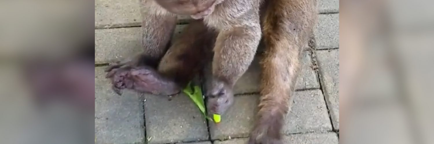 Monkey plays with lighter