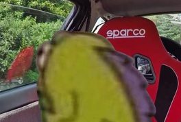 When your homie is no longer behind you on the touge and you see a tree fall down in the mirror meme