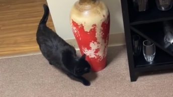Cats meeting for the first time goes wrong