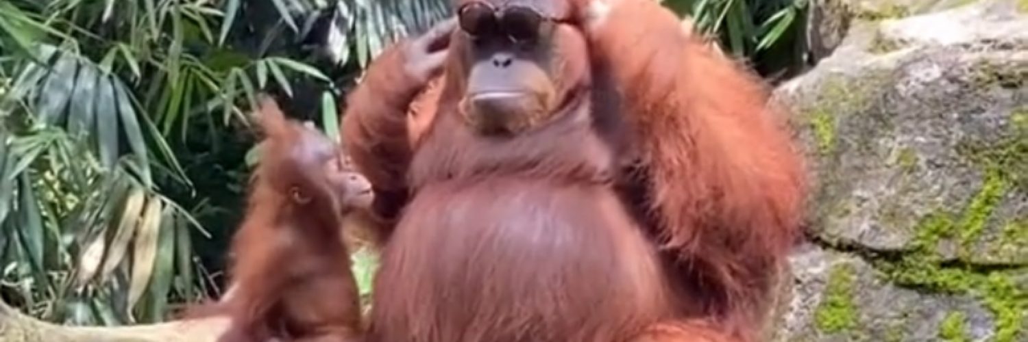 Ape tries on sunglasses
