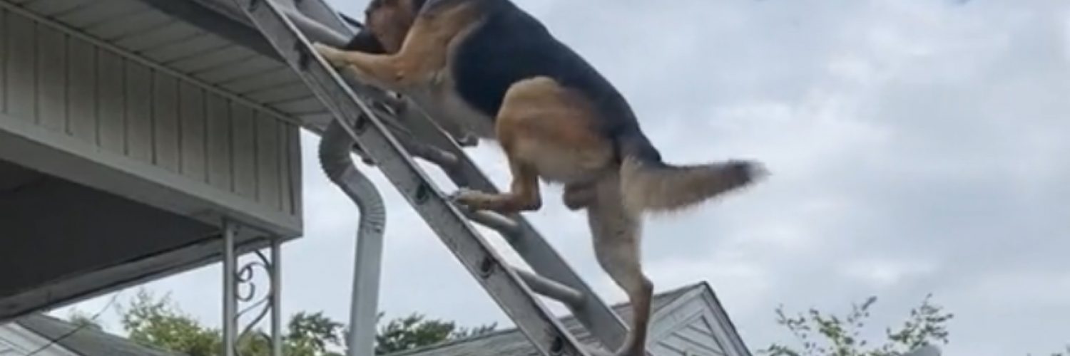 Dog and owner climbs ladder