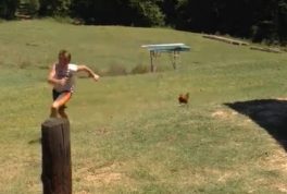 Boy gets chased by chicken