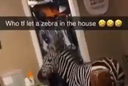 Zebra runs inside of a house