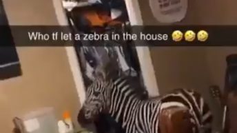 Zebra runs inside of a house