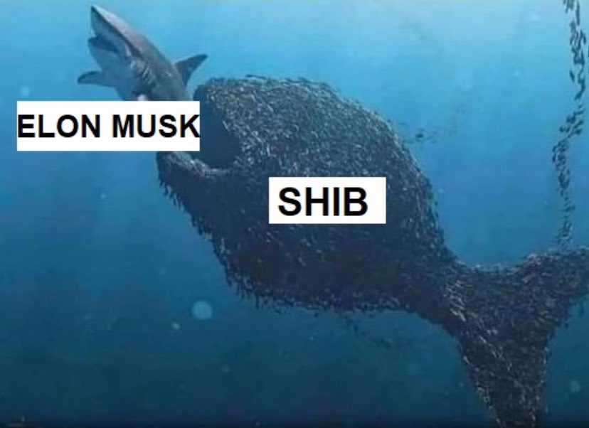 Elon Musk vs Shib Inu meme