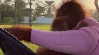 Monkey drives baby in golf cart