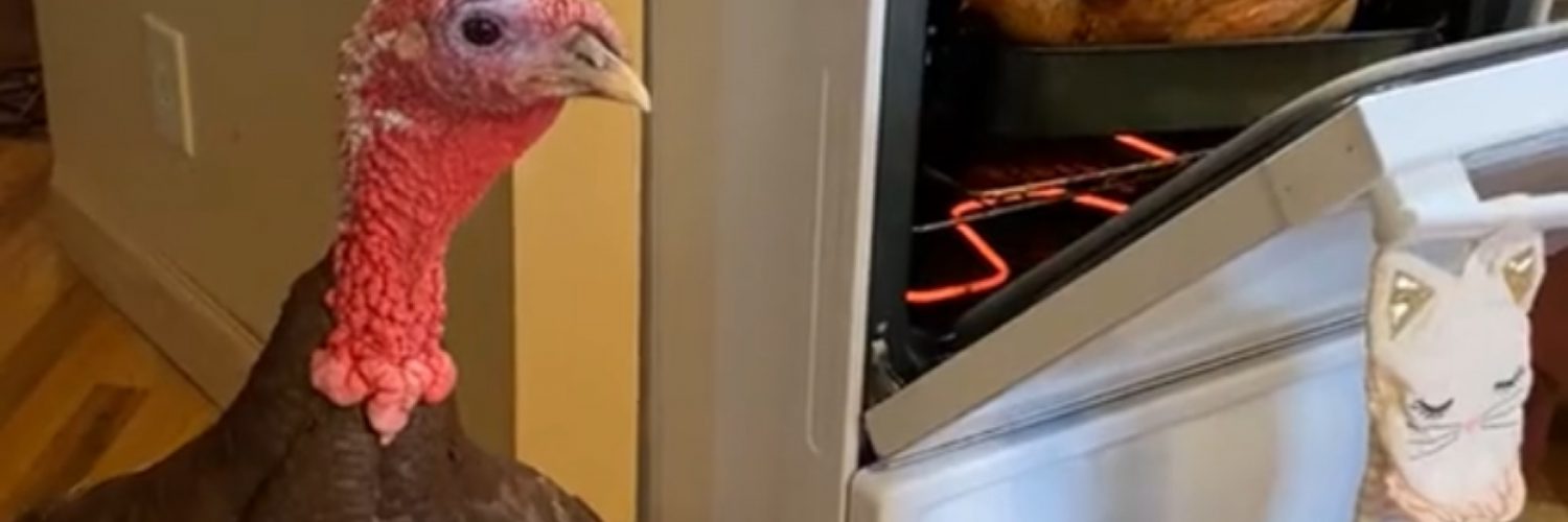 Turkey watches cooking turkey in the oven