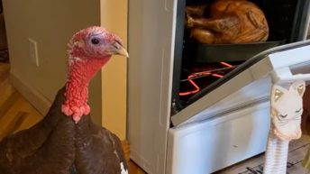 Turkey watches cooking turkey in the oven