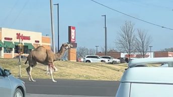 Camel running through Bonner Springs, KS
