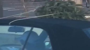 Man takes small tree home