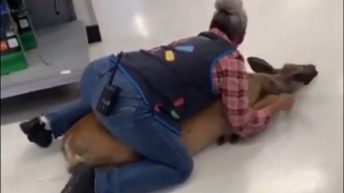 Walmart employee restrains loose deer in Walmart