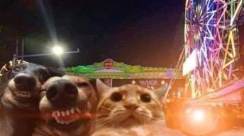 My friends and I when we go out cat with camera meme