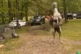 Horse throws man off its back