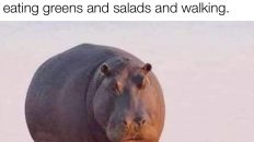 It's impossible to reduce weight by eating greens and salads and walking hippo meme