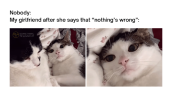 My girlfriend after she says nothing is wrong cat meme
