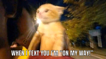 When I text you I'm on my way cat meme